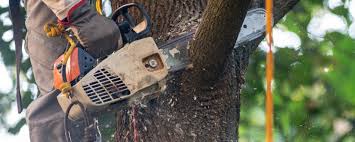 Best Storm Damage Tree Cleanup  in Breckenridge, MN