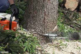 Best Palm Tree Trimming  in Breckenridge, MN