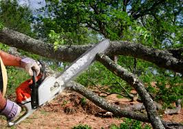  Breckenridge, MN Tree Removal Pros