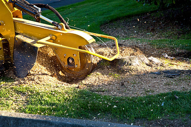 Best Stump Grinding and Removal  in Breckenridge, MN