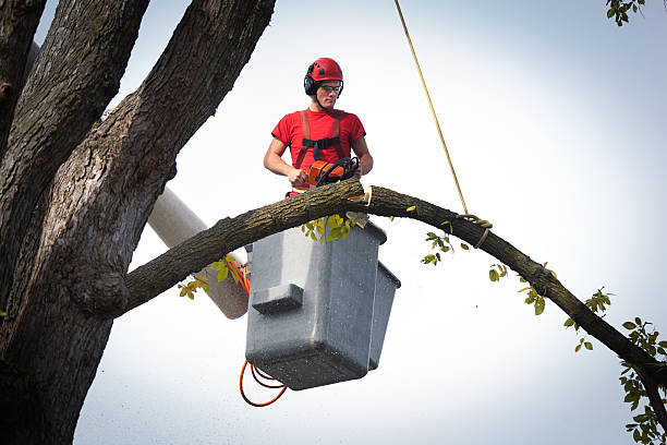 Best Tree Planting  in Breckenridge, MN