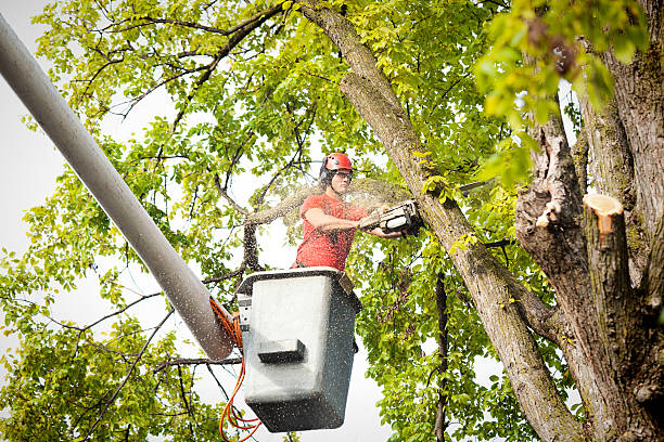 Best Tree Removal  in Breckenridge, MN