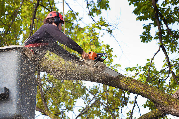 Best Emergency Tree Removal  in Breckenridge, MN